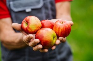 eine Handvoll Äpfel