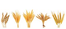 verschiedene Getreideähren