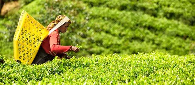 Frau mit Rückenkorb in Teeplantage 