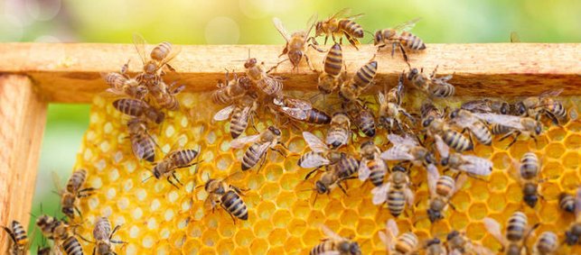 Viele Bienen auf einer Wabe