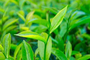 Teepflanzen und -blätter 