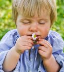 Junge riecht an Gänseblümchen