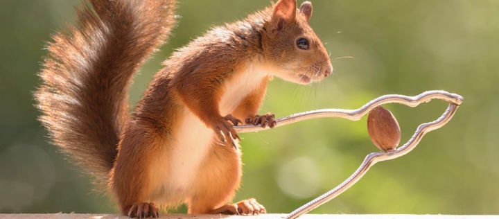 Eichhörnchen versucht, eine Haselnuss mit einem Nussknacker zu öffnen