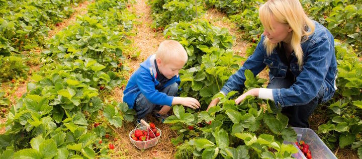 Frau und Junge ernten Erdbeeren auf einem Selbstpflückfeld