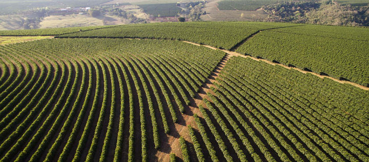 Anbaufelder mit Kaffeepflanzen in Brasilien