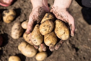 Hände halten Kartoffeln mit Erde