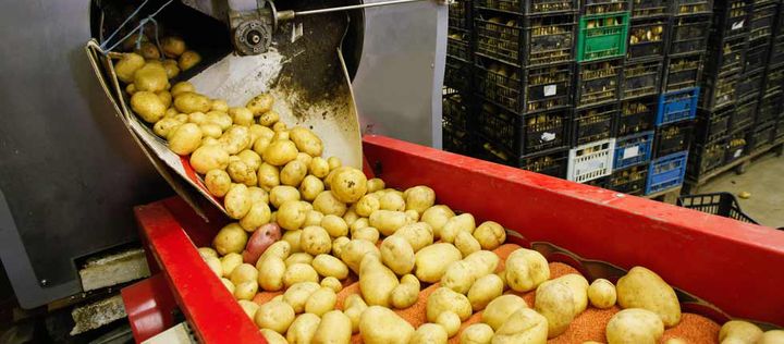 Kartoffeln auf einem Transportband