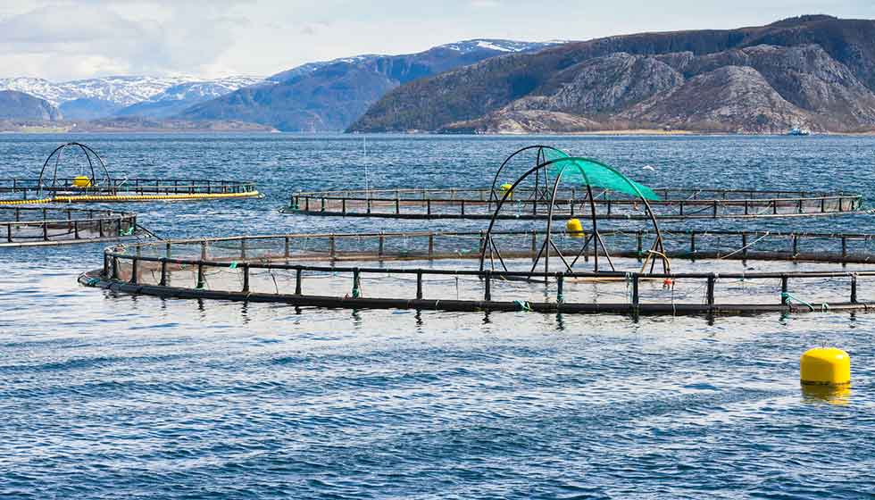 Norwegische Lachsfarm  