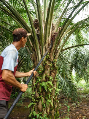 Palmälbauer bei der Ernte