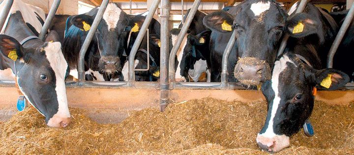 Schwarzbunte Rinder fressen im Stall