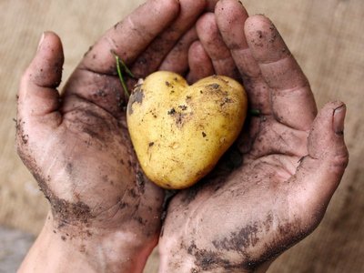 Eine Hand hält eine noch mit Erde beschmutzte Kartoffel in Herzform.