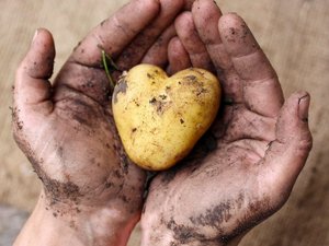 Eine Hand hält eine noch mit Erde beschmutzte Kartoffel in Herzform.