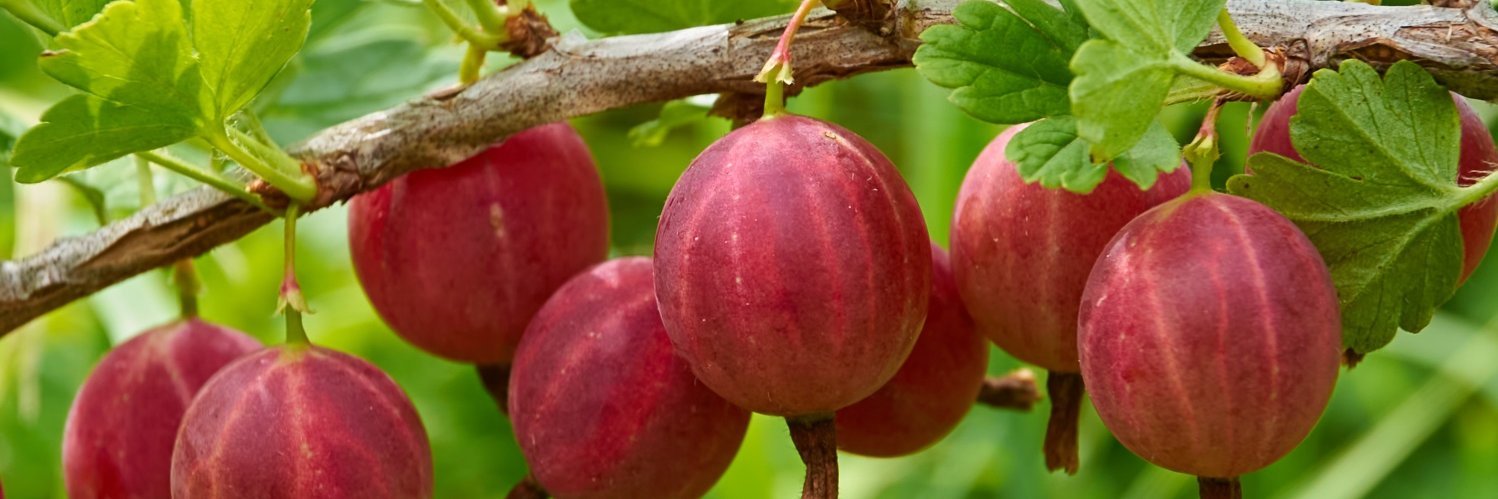 An einem Strauch hängen rote Stachelbeeren. 