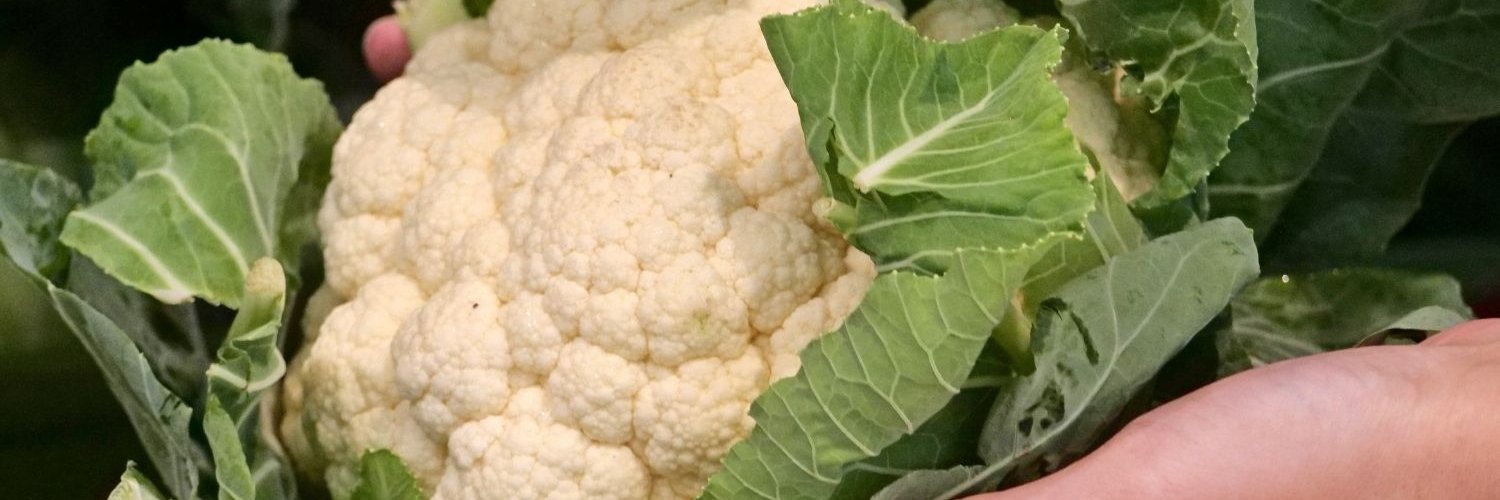 Zwei Hände halten einen weißen Blumenkohl mit Blättern.