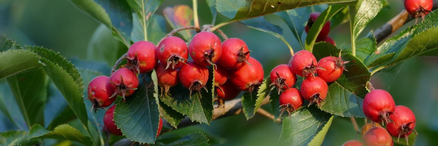 An einem Ast der Echten Mehlbeere sind grüne Blätter und rote Beeren. 