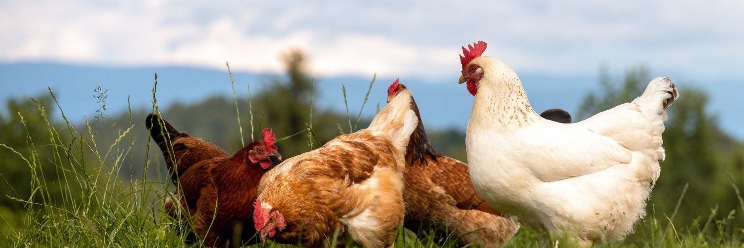 Vier Hühner laufen über eine Wiese.