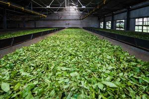 Teeblätter werden in Fabrik getrocknet