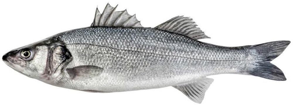 Ganzer Fisch: Wolfsbarsch.