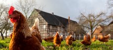 Hühner auf einer Wiese vor einem Bauernhaus