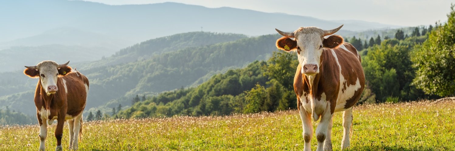 Auf einer Weide stehen Milchkühe in biologischer Haltung.