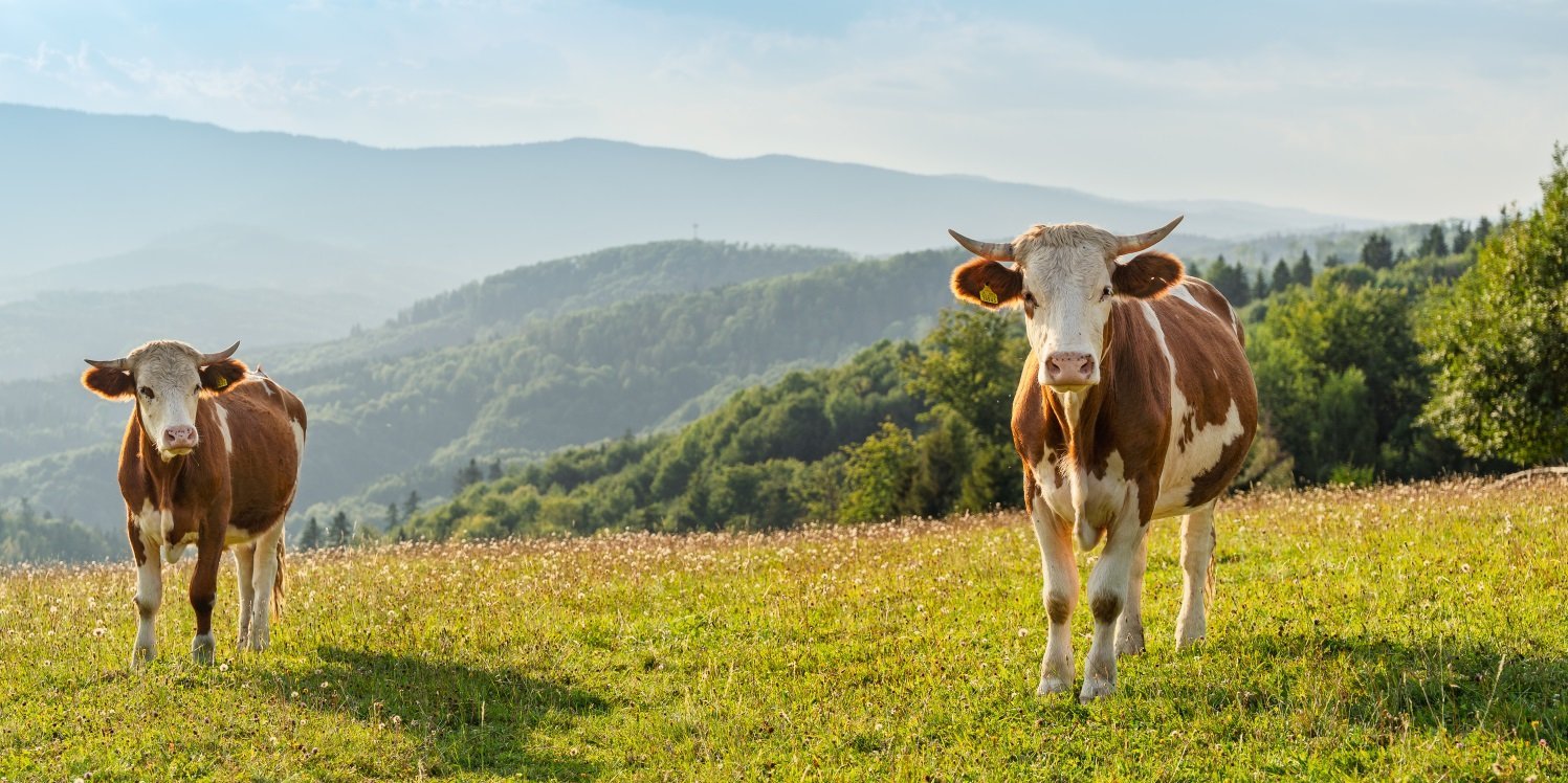 Auf einer Weide stehen Milchkühe in biologischer Haltung.. Artikel "Fleisch oder Alternativen? Sowohl als auch!" öffnen.
