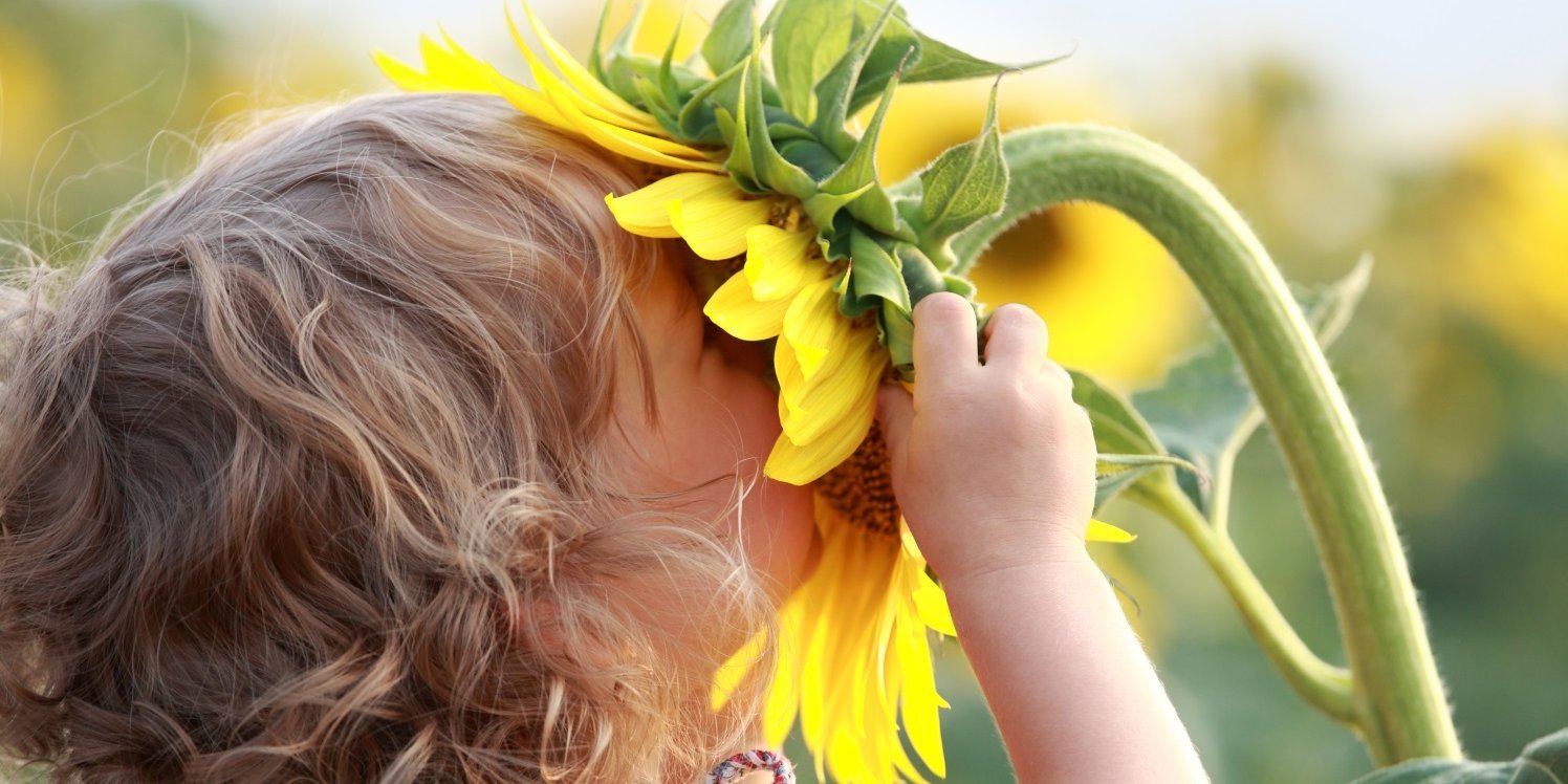 Ein Kleinkind mit hellen Locken hat den Kopf in eine große Sonnenblumenblüte gesteckt und riecht daran.. Artikel "Frauen und Männer nehmen Gerüche anders wahr" öffnen.
