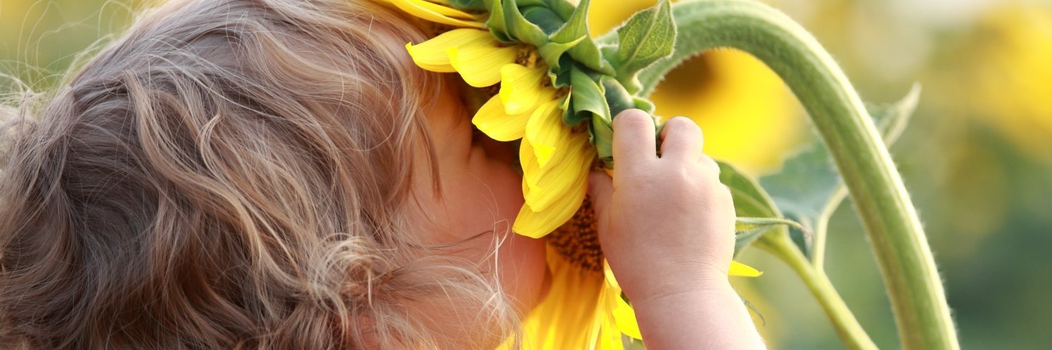 Ein Kleinkind mit hellen Locken hat den Kopf in eine große Sonnenblumenblüte gesteckt und riecht daran.