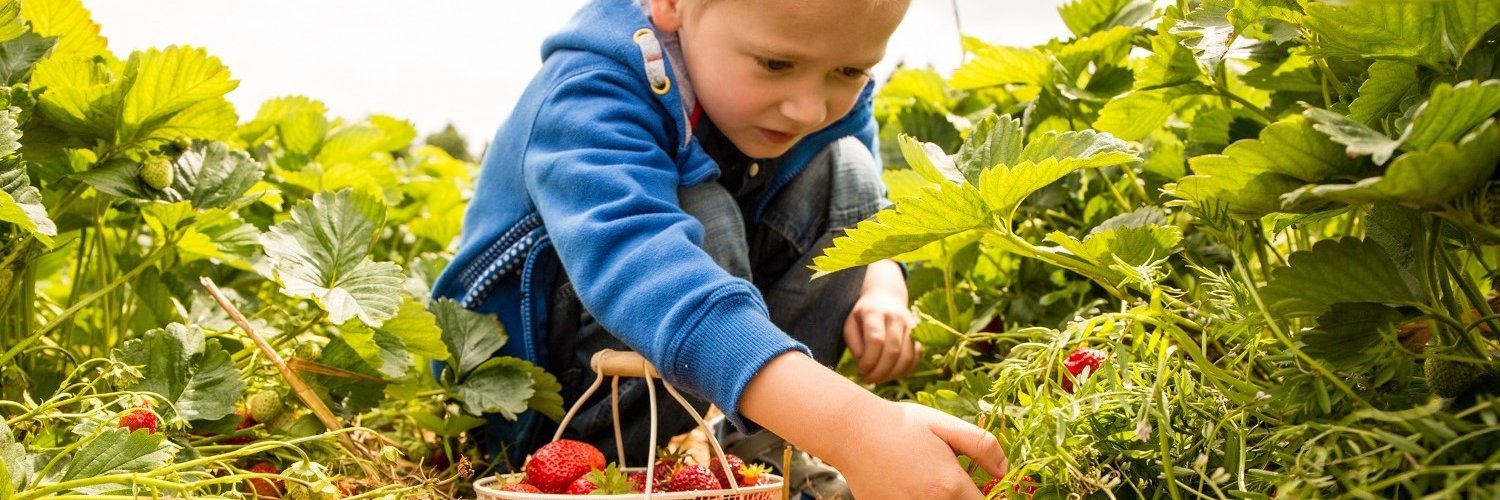 Ein etwa siebenjähriger Junge pflückt Erdbeeren auf einem Erdbeerfeld in einen Korb.