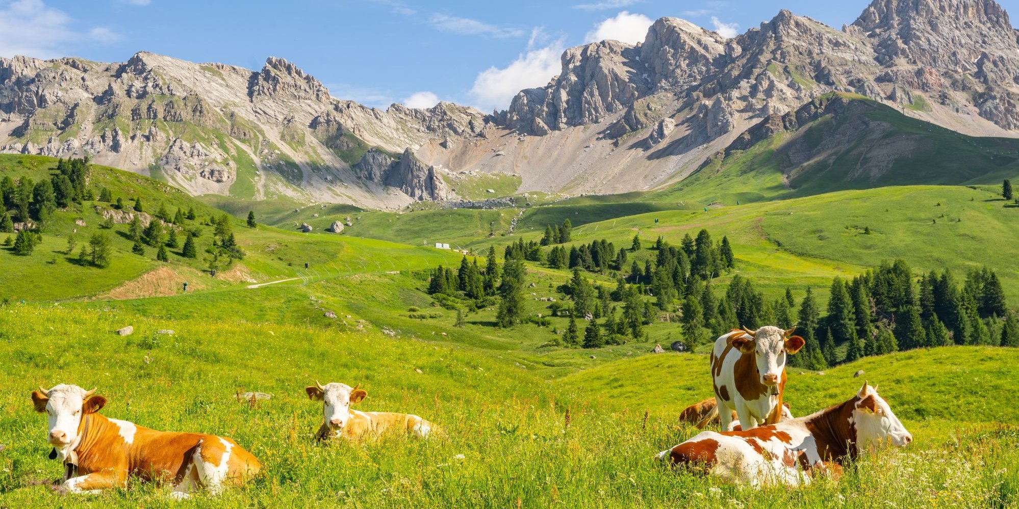 Kühe auf einer sommerlichen Bergweide. Im Hintergrund sind die Alpen zu sehen, darüber blauer Himmel.. Artikel "Landwirtschaft ohne Tierhaltung – eine nachhaltige Lösung?" öffnen.