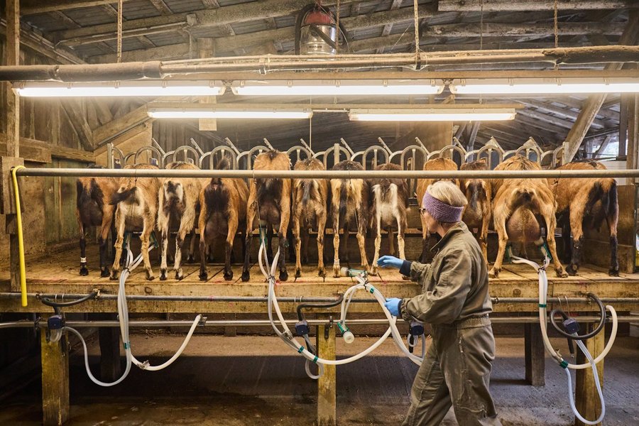 Eine Frau arbeitet in einem Melkstand mit Ziegen.