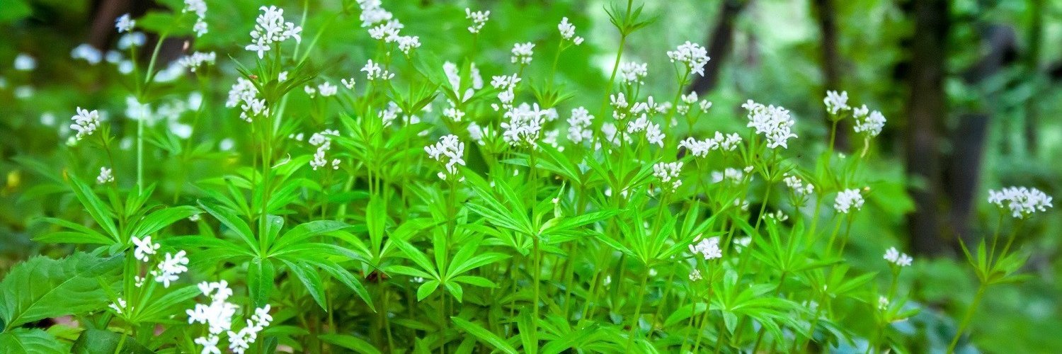 Unter hohen Bäumen ist eine Fläche mit blühendem Waldmeister. 