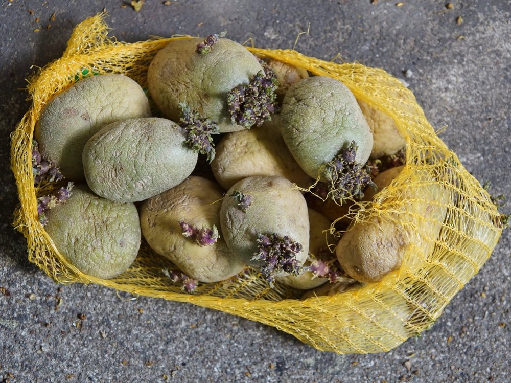 Kartoffeln mit grünen Stellen und Keimansätzen liegen in einem geöffnetem Netz auf einer grauen Ablage.