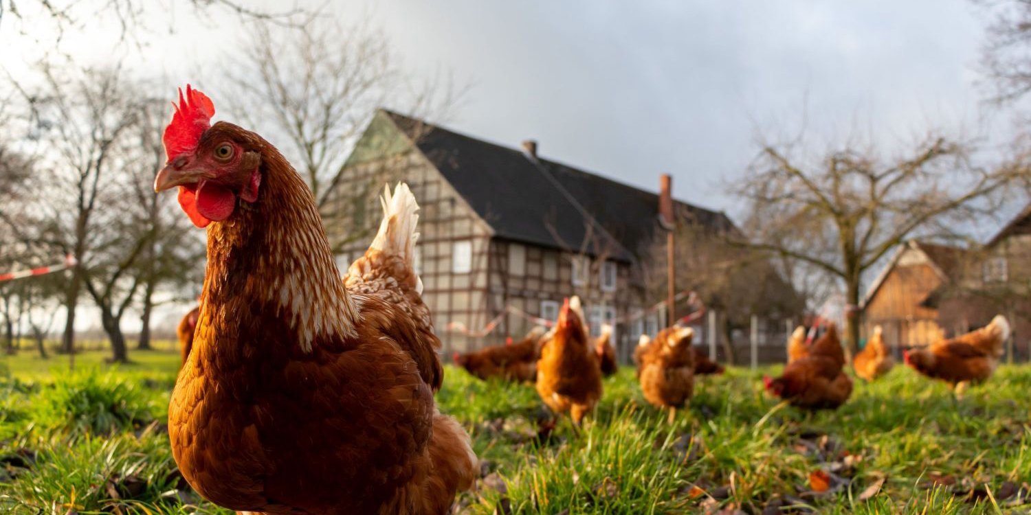 Hühner auf einer Wiese vor einem Bauernhaus.. Artikel "Die Regionalwert-Leistungsrechnung " öffnen.