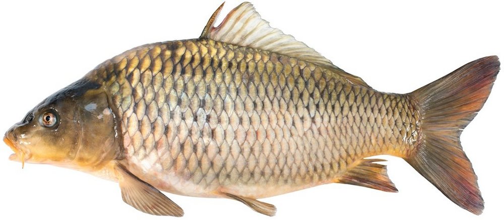 Ein ganzer Fisch: Karpfen.