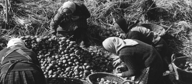 Frau in den 1950er sortieren auf einem Feld Kartoffeln