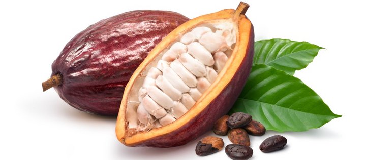 Kakaofrucht und eine geöffnete Kakaofrucht