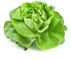 Ein Kopfsalat auf weissem Hintergrund.