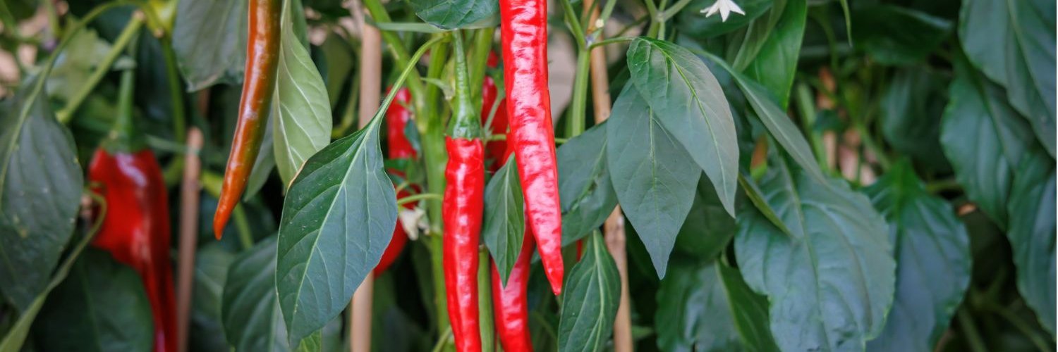 Rote Chilischoten wachsen im Sommer im Sonnenlicht an Pflanzen in einem Gemüsebeet.