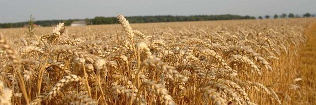 Weizenfeld