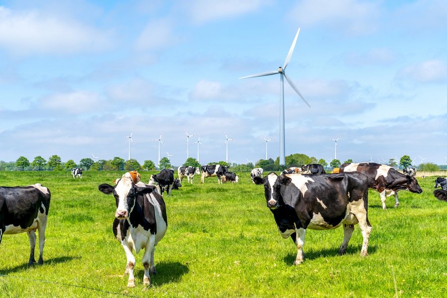 Schwarz-bunte Kühe stehen auf einer grünen Weide mit Windrädern im Hintergrund.