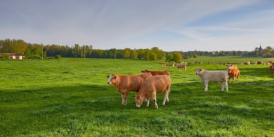 Rinder grasen auf einer grünen Weide.. Artikel "Vom Veganer zum Vermarkter von Bio-Rind" öffnen.