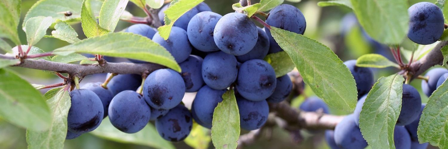 An einem Zweig hängen zahlreiche leuchtend blaue Schlehen.