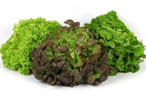 Drei verschiedene Salatkoepfe auf weissem Hintergrund.