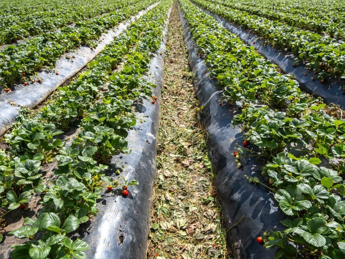 Erdbeeren wachsen in Reihen auf einem Feld.