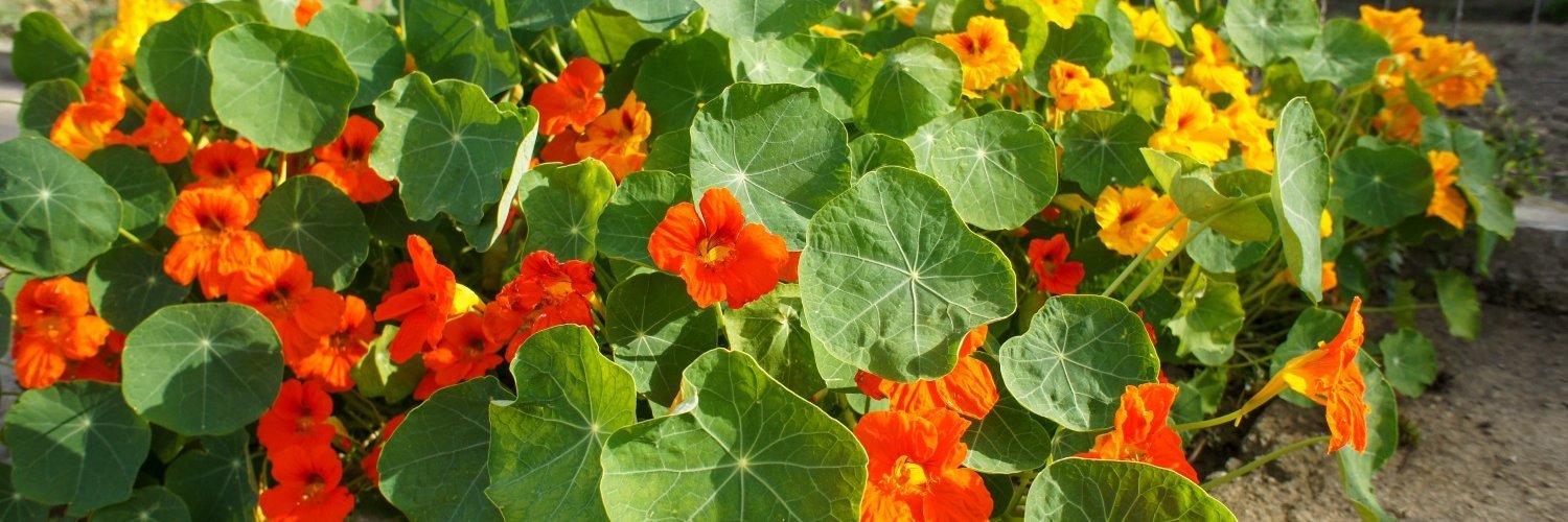 Kapuzinerkresse mit gelben, orangefarbenen und roten Blüten wächst vor einem Drahtzaun.