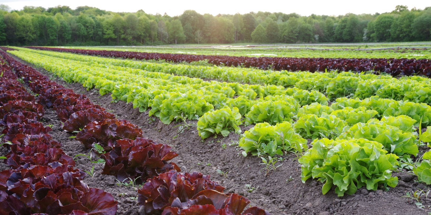 Lollo rossa und Lollo bionda wachsen in Reihen auf dem Feld.. Artikel "Salate: Auf dem Acker" öffnen.