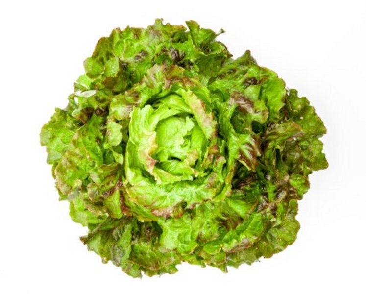 Ein Bataviasalat auf weissem Hintergrund.