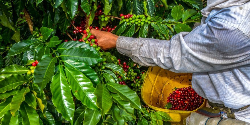 Ein Mann erntet rote Kaffeekirschen vom Kaffeestrauch.. Artikel "Kaffee: Von der Ernte in den Handel" öffnen.