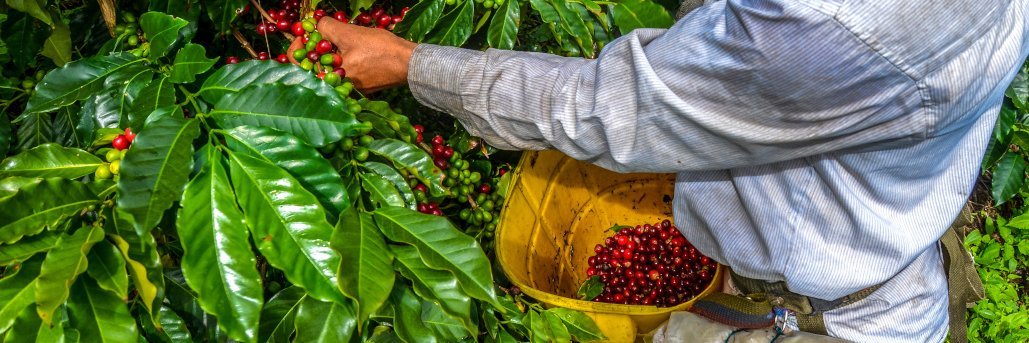 Ein Mann erntet rote Kaffeekirschen vom Kaffeestrauch.