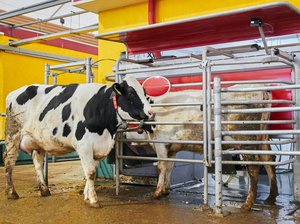 Eine Kuh steht in einem Melkroboter, eine weitere steht davor.